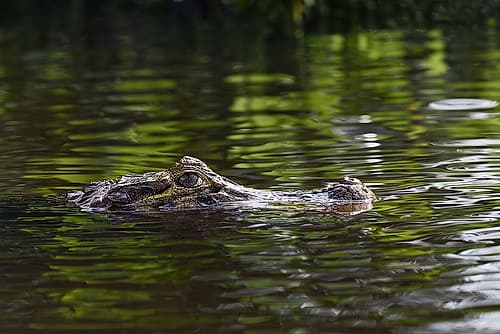 Caiman, Pantanal, Brazil Animals Print